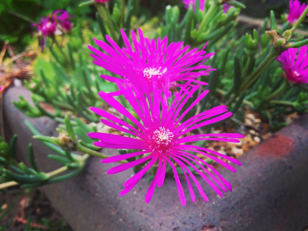 Drosanthemum Speciosum Rosea