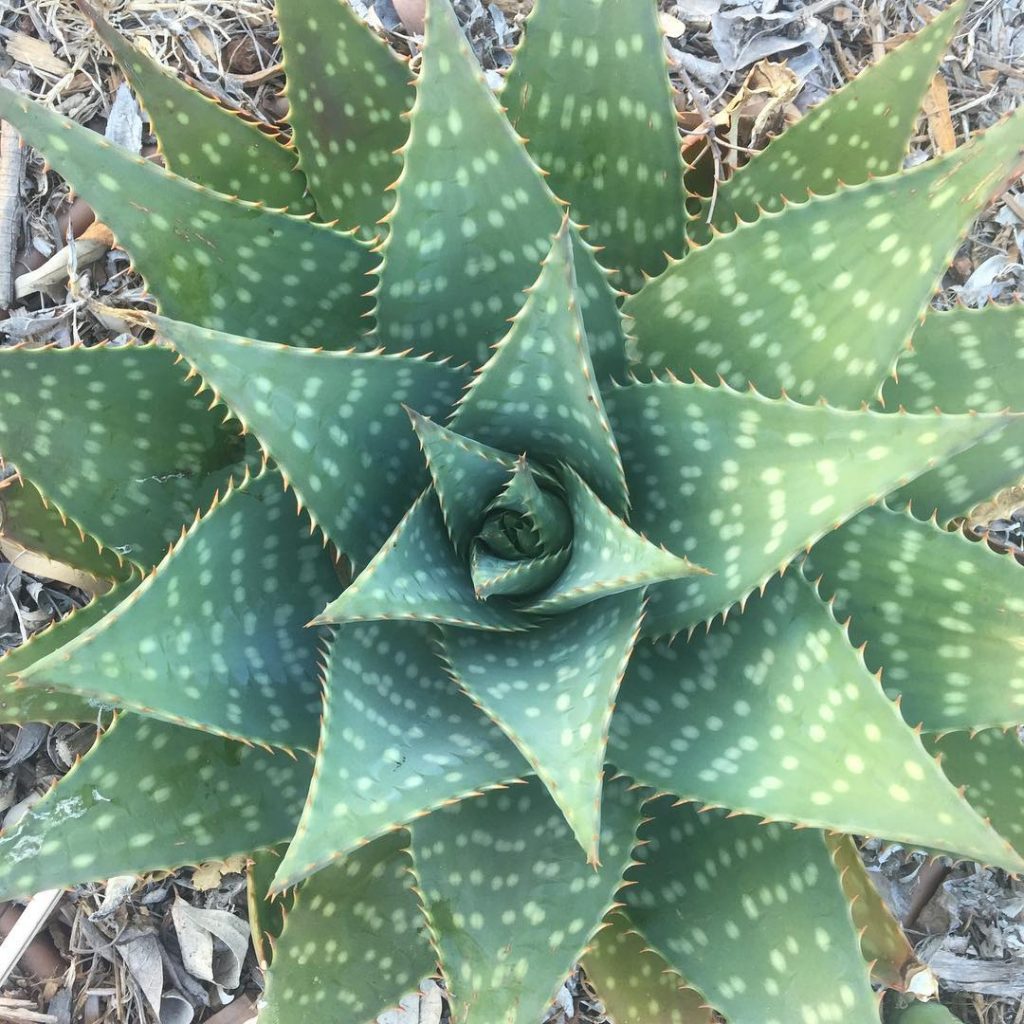 Aloe Maculata Soap Aloe plant